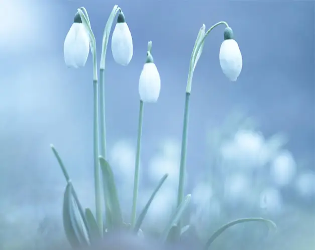 Инсталляция и активация